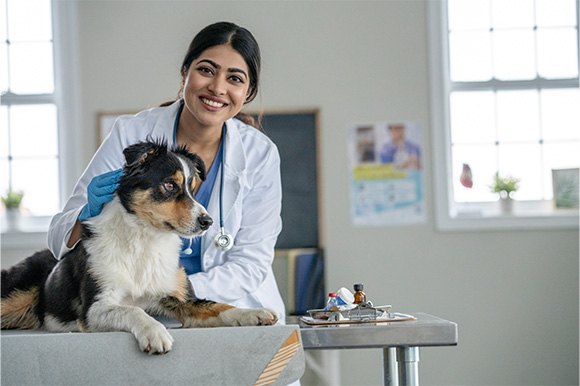 A veterinarian working with a dog in the office 